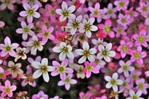 Tiny pink and white flowers
